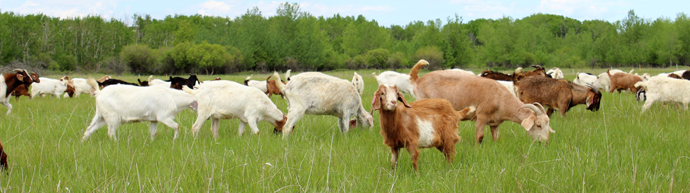 goats feed on leafy spurge