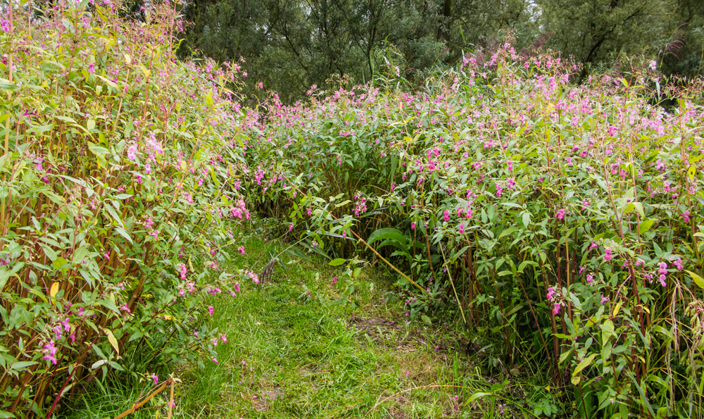 himalayan balsam in field