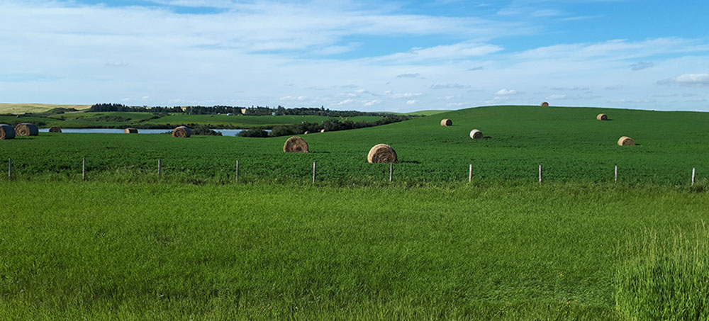 hay in field