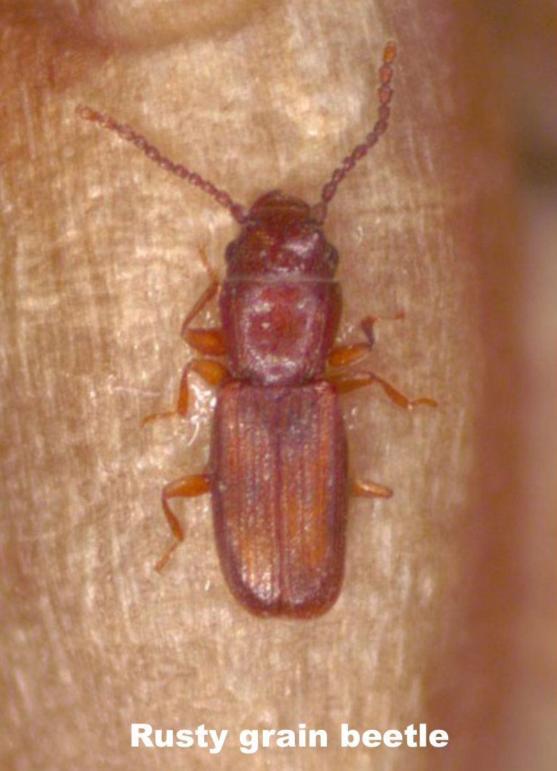 rusty grain beetle