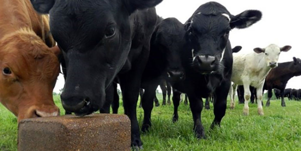 trace minerals for cattle