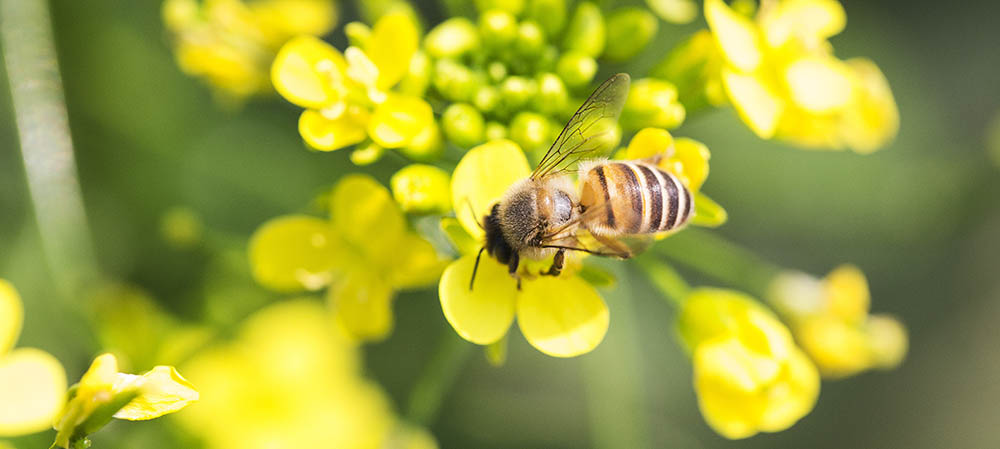 Honey bee collecting pollen on canola flower 