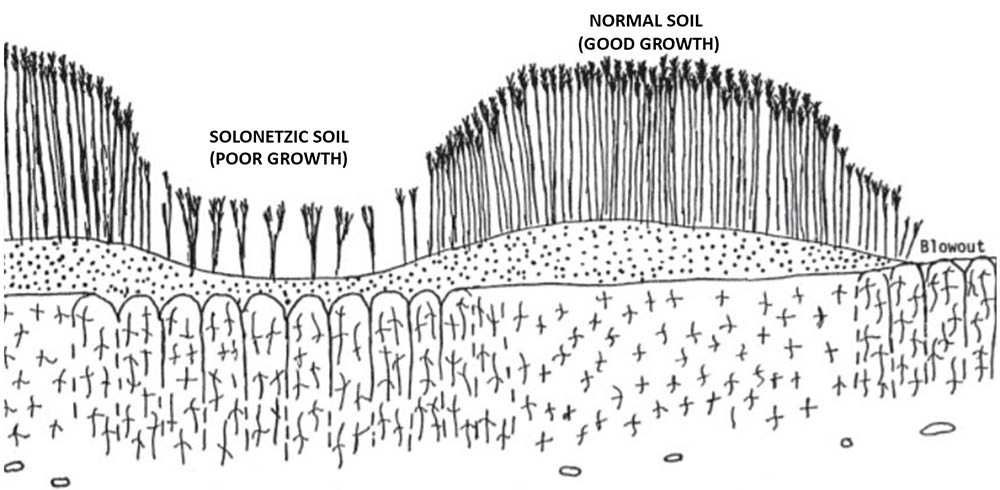 solonetzic soil