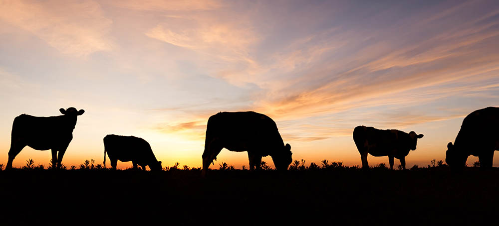 Silhouetted cattle grazing in a field at sunset.