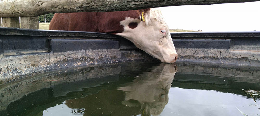 cattle watering