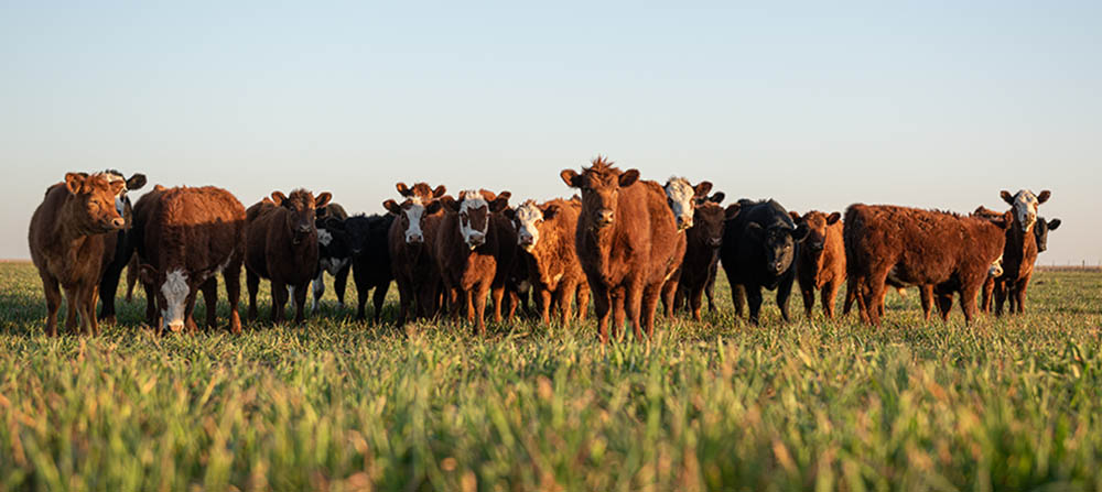 Group of young steers in the meadow
