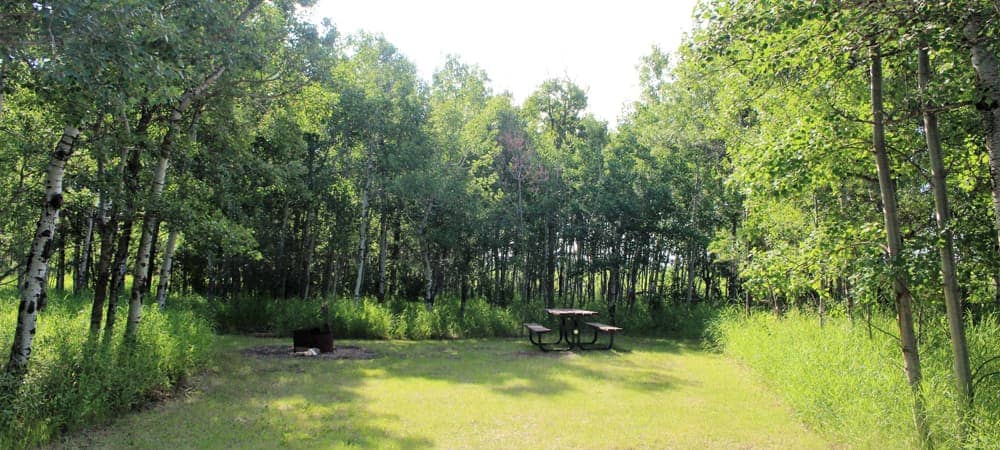 Grass in foreground with picnic table and trees in background